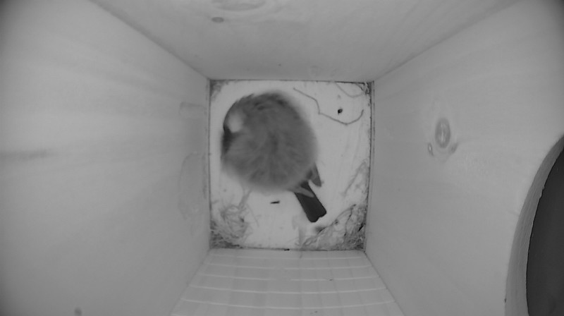 Nestbox image