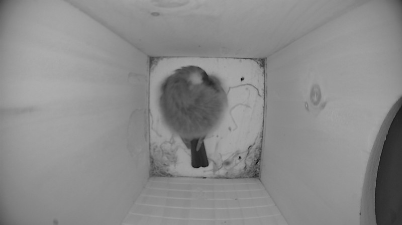 Nestbox image