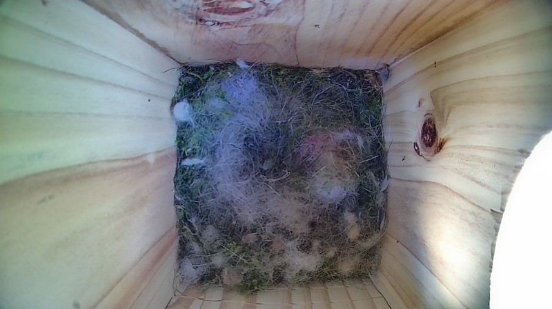 Nestbox image