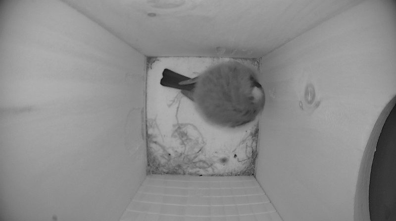 Nestbox image