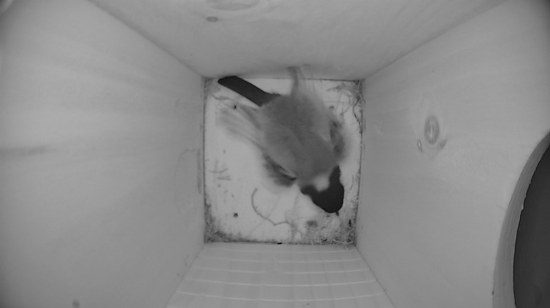 Nestbox image